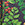  Sporti Forest Hideaway Jammer Swimsuit (22-44)